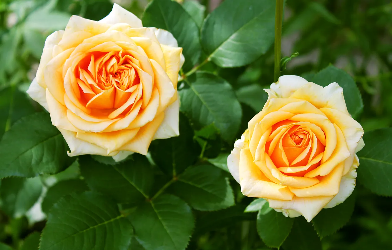 Фото обои розы, красота, шипы, двойная роза