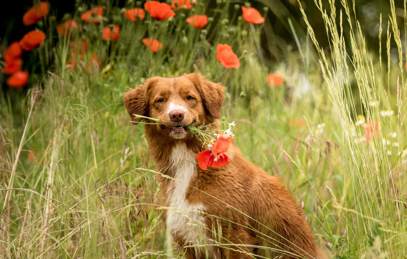 Фото обои поле, лето, взгляд, цветы, поляна, маки, портрет, собака