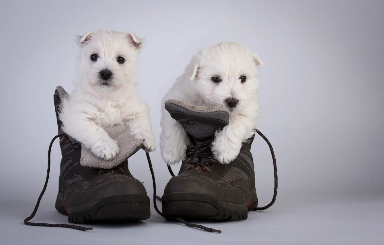 Фото обои собаки, ботинки, щенки