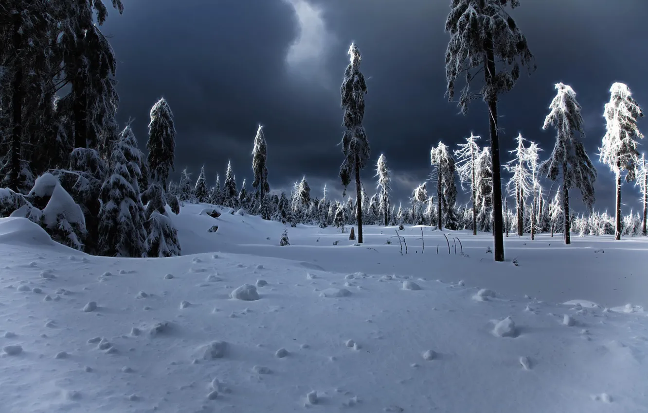 Фото обои зима, снег, сугробы, ёлки, winter apocalypse