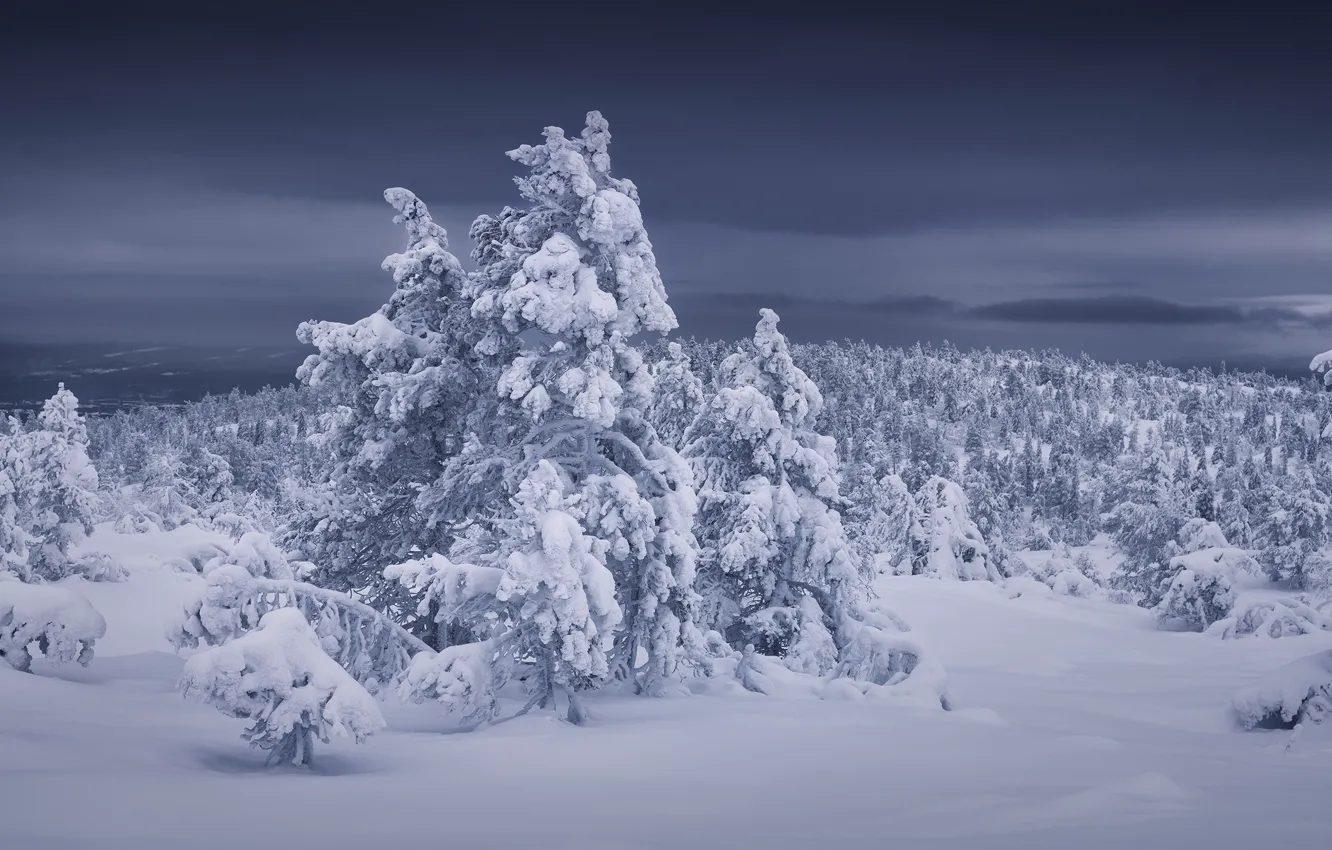 Фото обои зима, лес, снег, деревья, сугробы, Россия, Мурманская область, Кандалакша