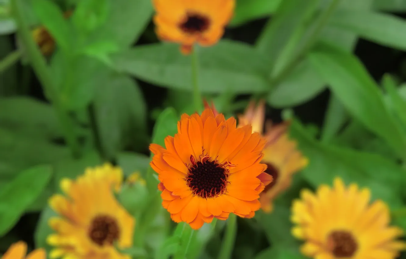 Фото обои цветы, обои, оранжевые