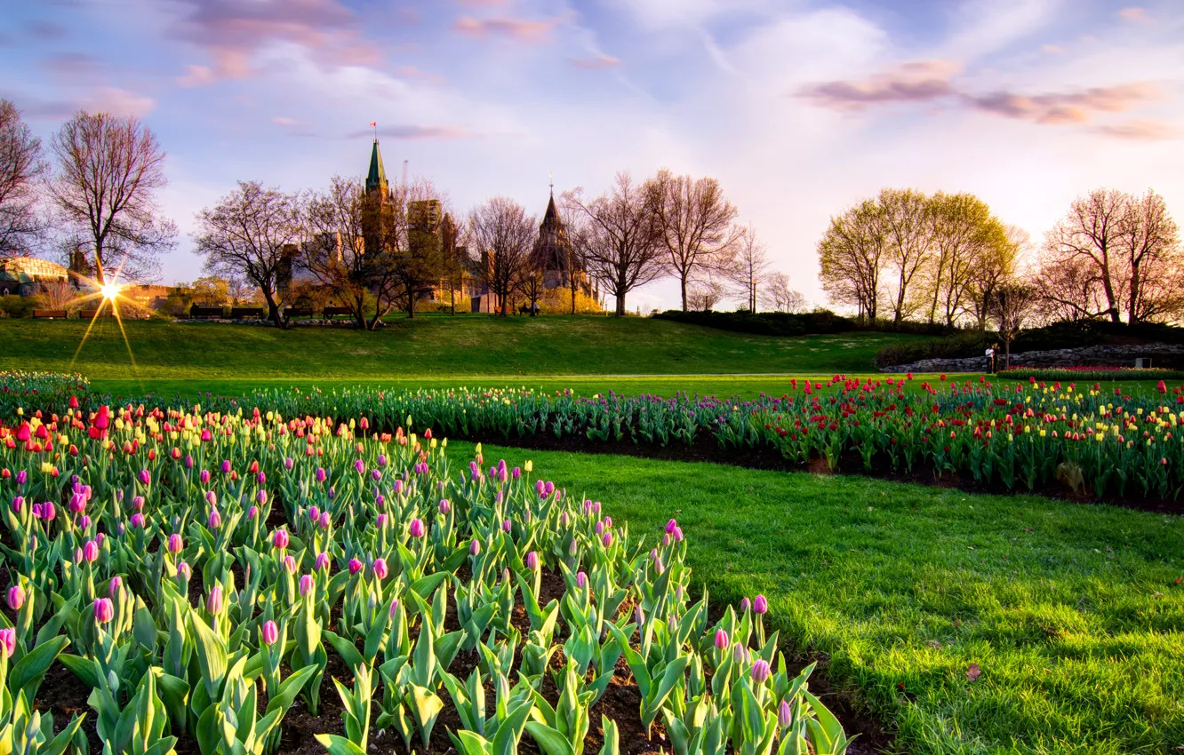Фото обои небо, солнце, деревья, парк, замок, весна, Канада, тюльпаны