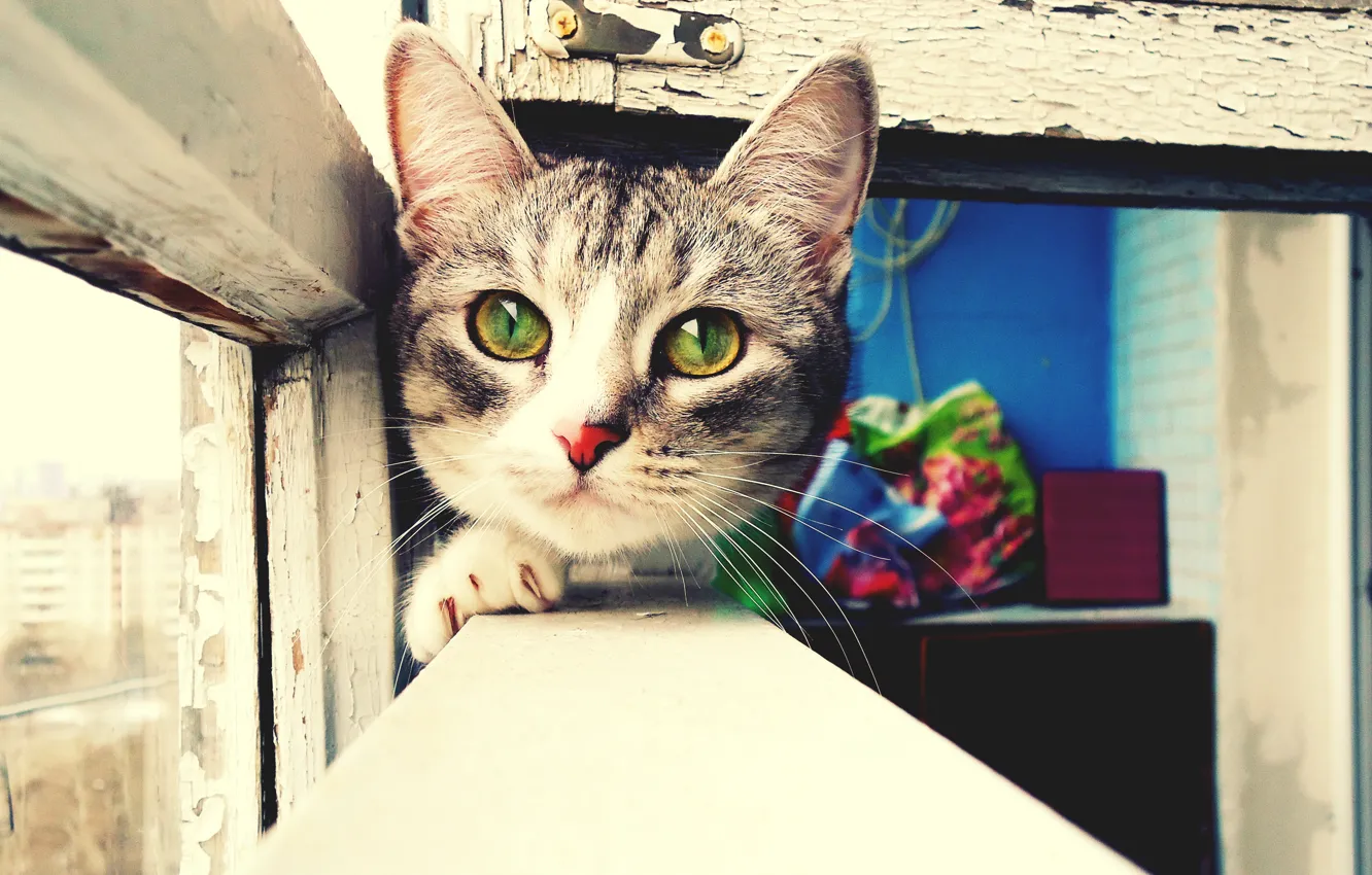 Фото обои глаза, взгляд, рама, Кошка, окно, мордочка, зеленые