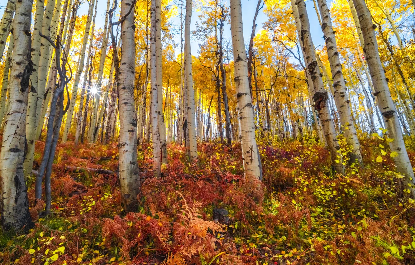 Фото обои осень, лес, краски осени, осенняя природа