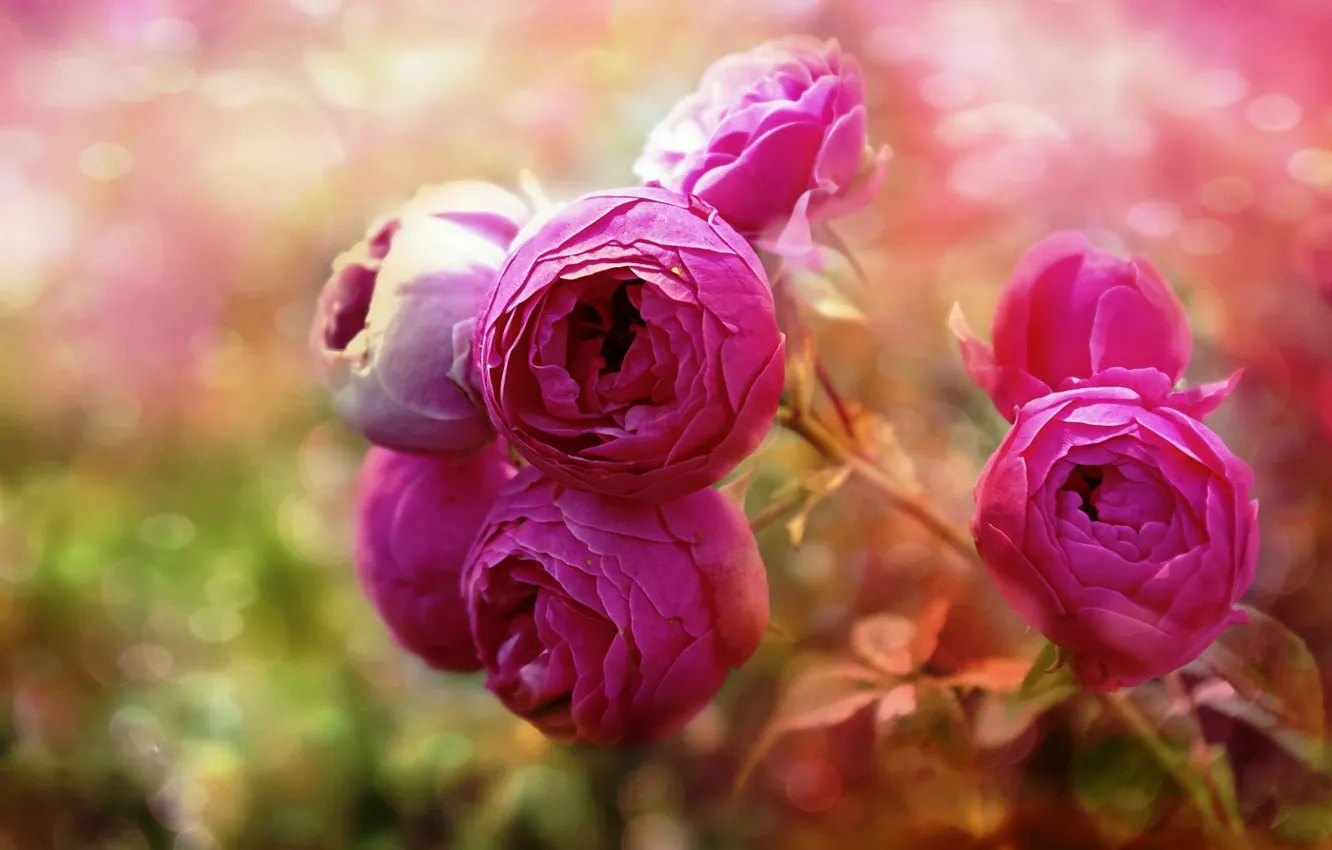 Фото обои размытость, боке, розовые розы, ранункулюсы