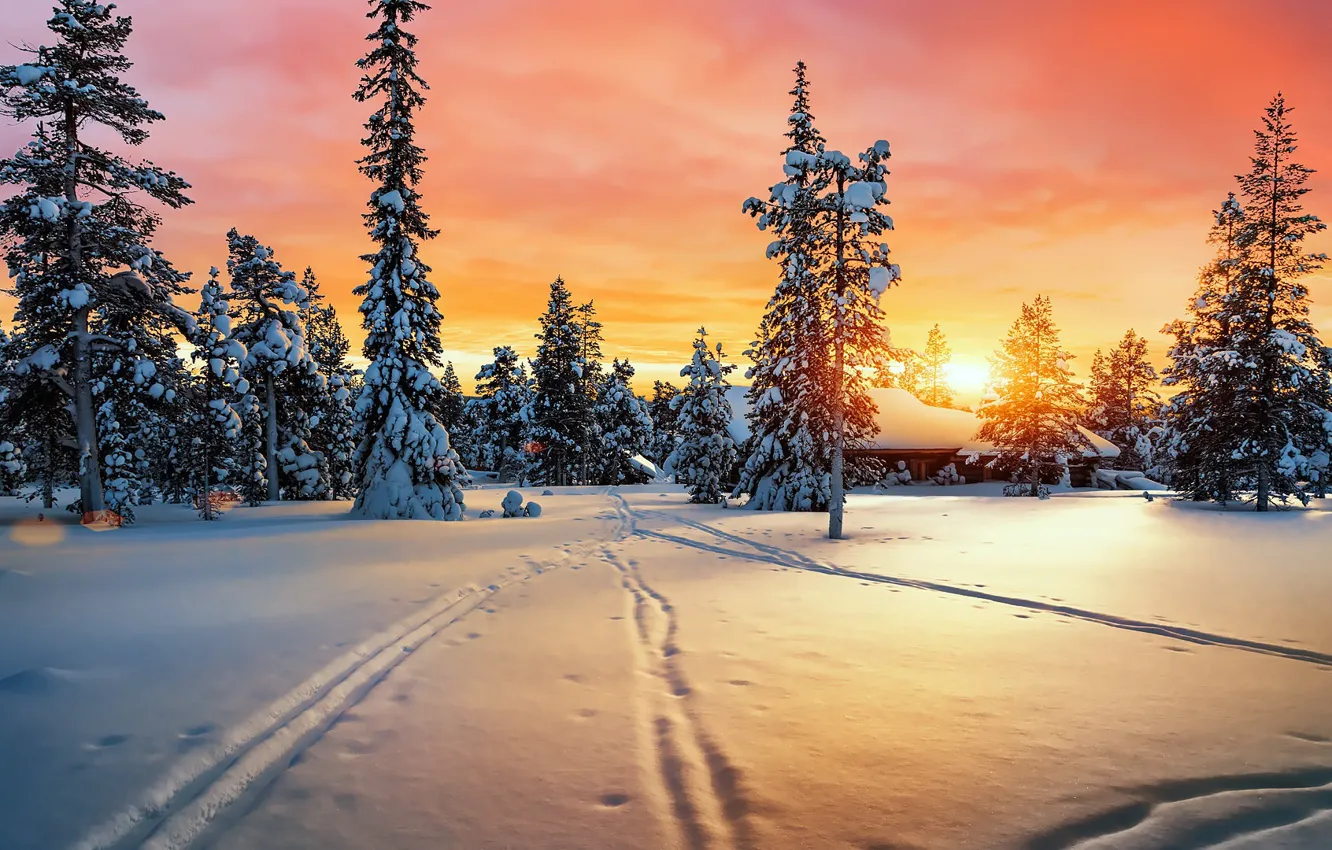 Фото обои зима, лес, солнце, снег