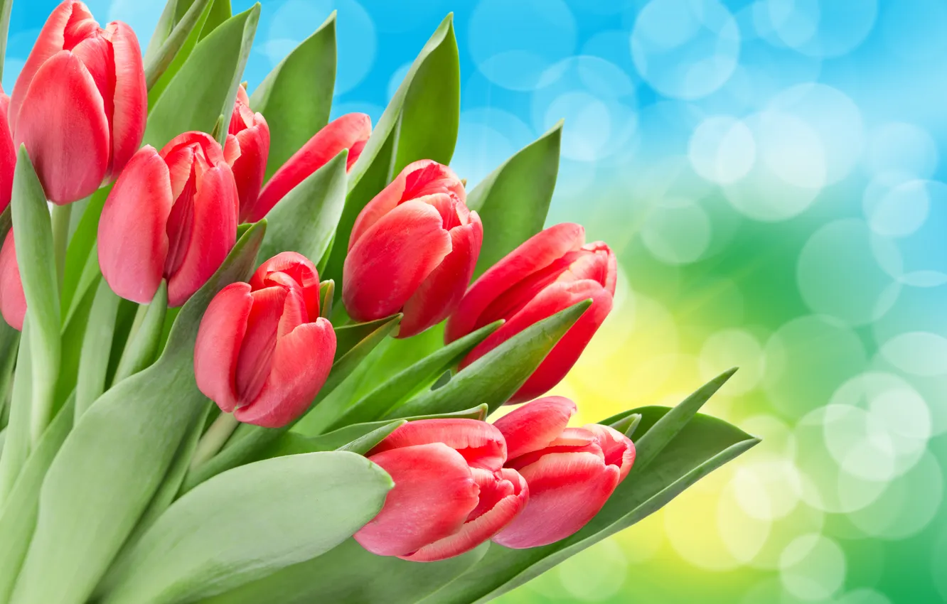 Фото обои цветы, тюльпаны, боке, красные тюльпаны