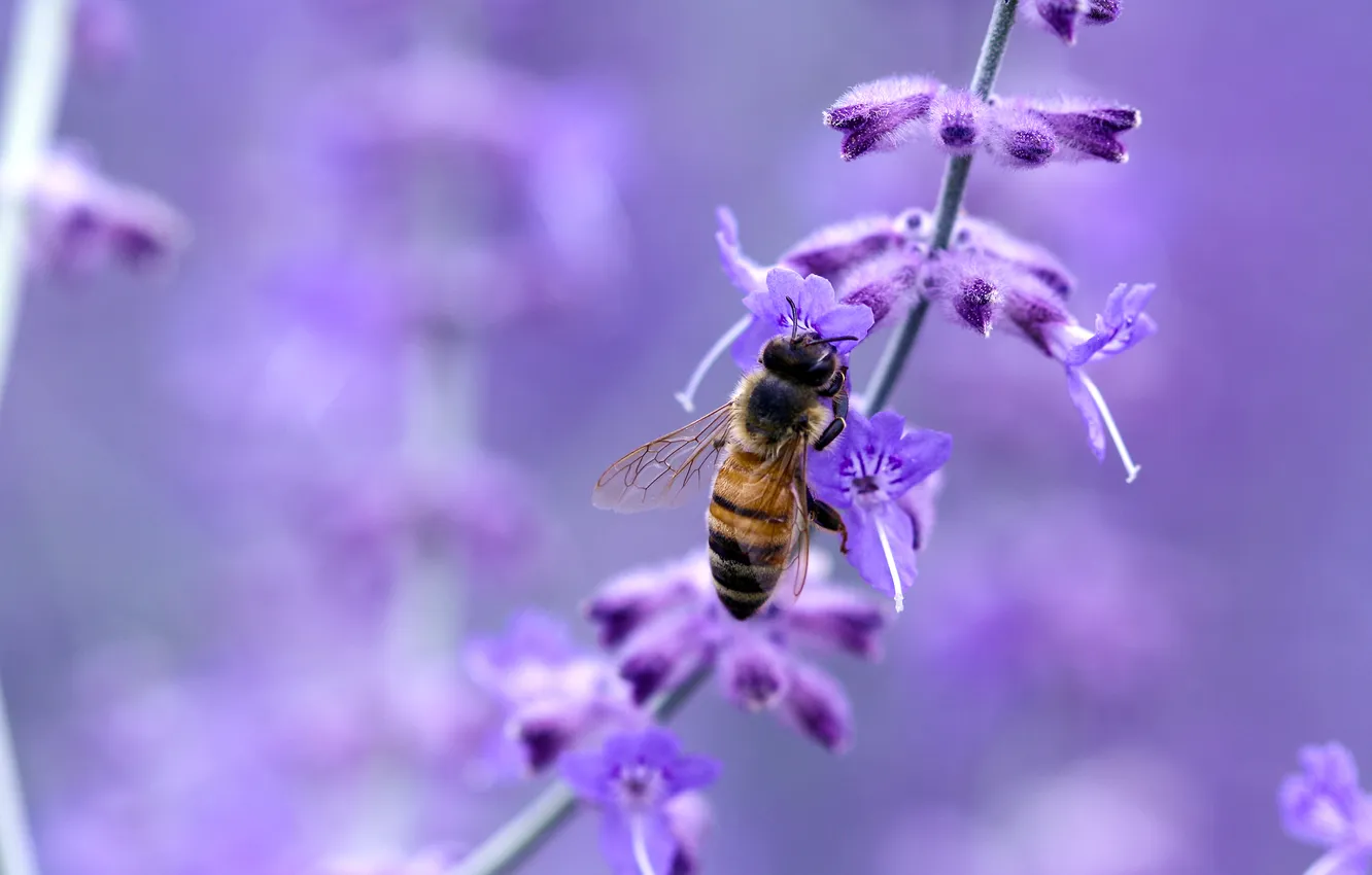 Фото обои цветок, макро, пчела, насекомое