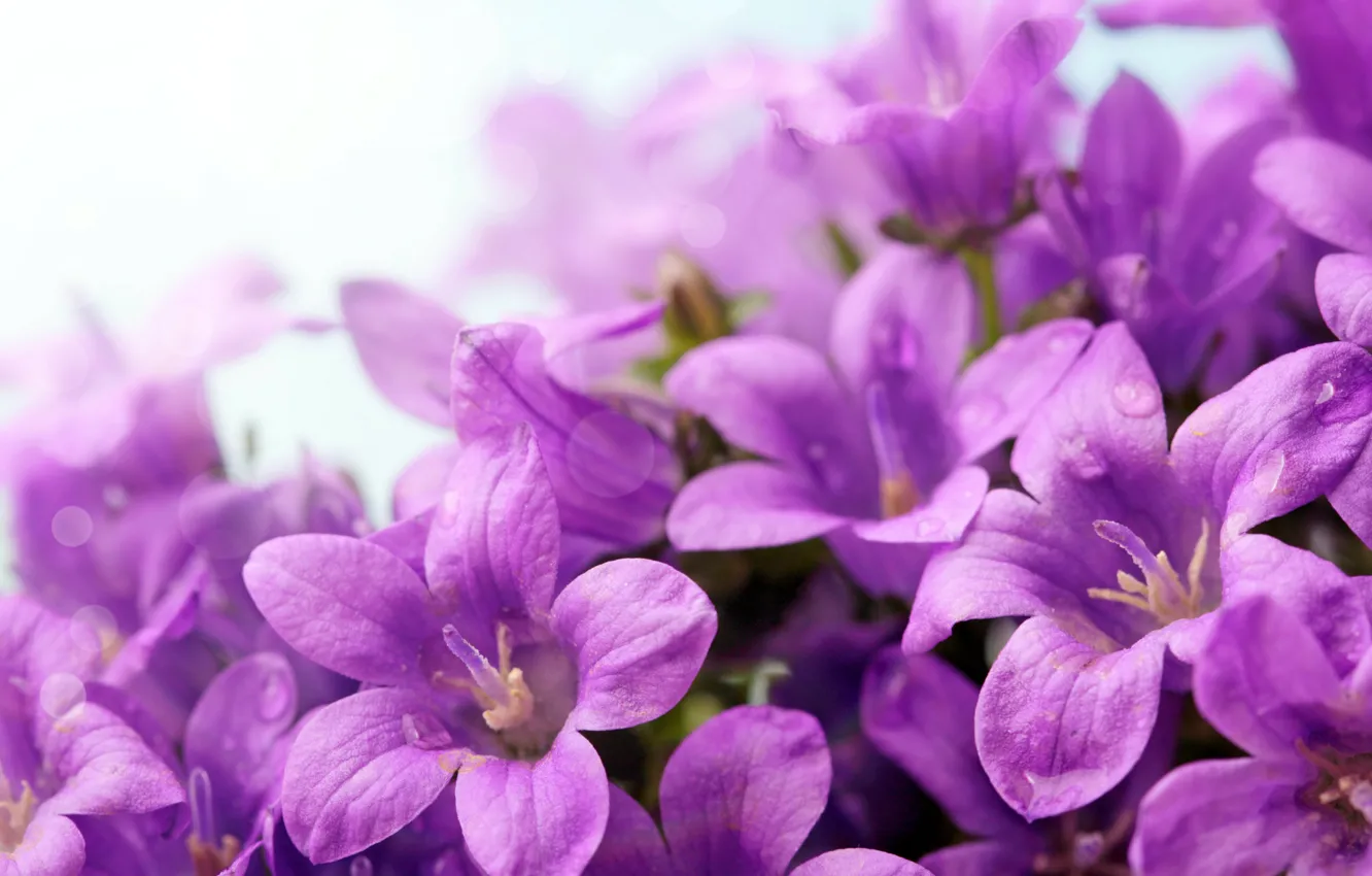 Фото обои капли, Violet, Closeup, Campanula, колокольчи