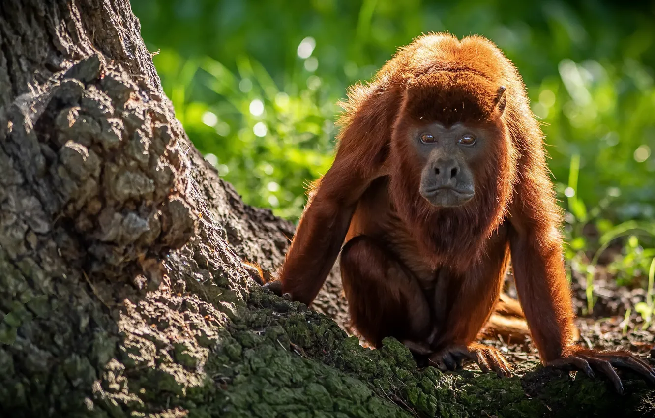 Фото обои природа, Yorkshire Wildlife Park, Howler Monkey