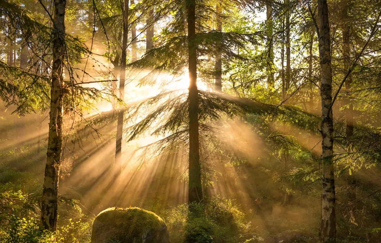 Фото обои лес, лучи, деревья, Christian Lindsten