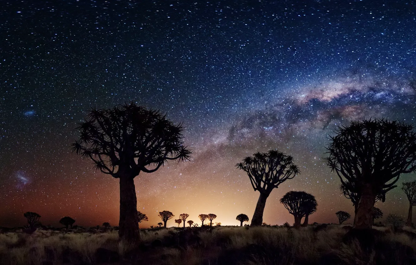 Фото обои Joshua Tree, night, stars