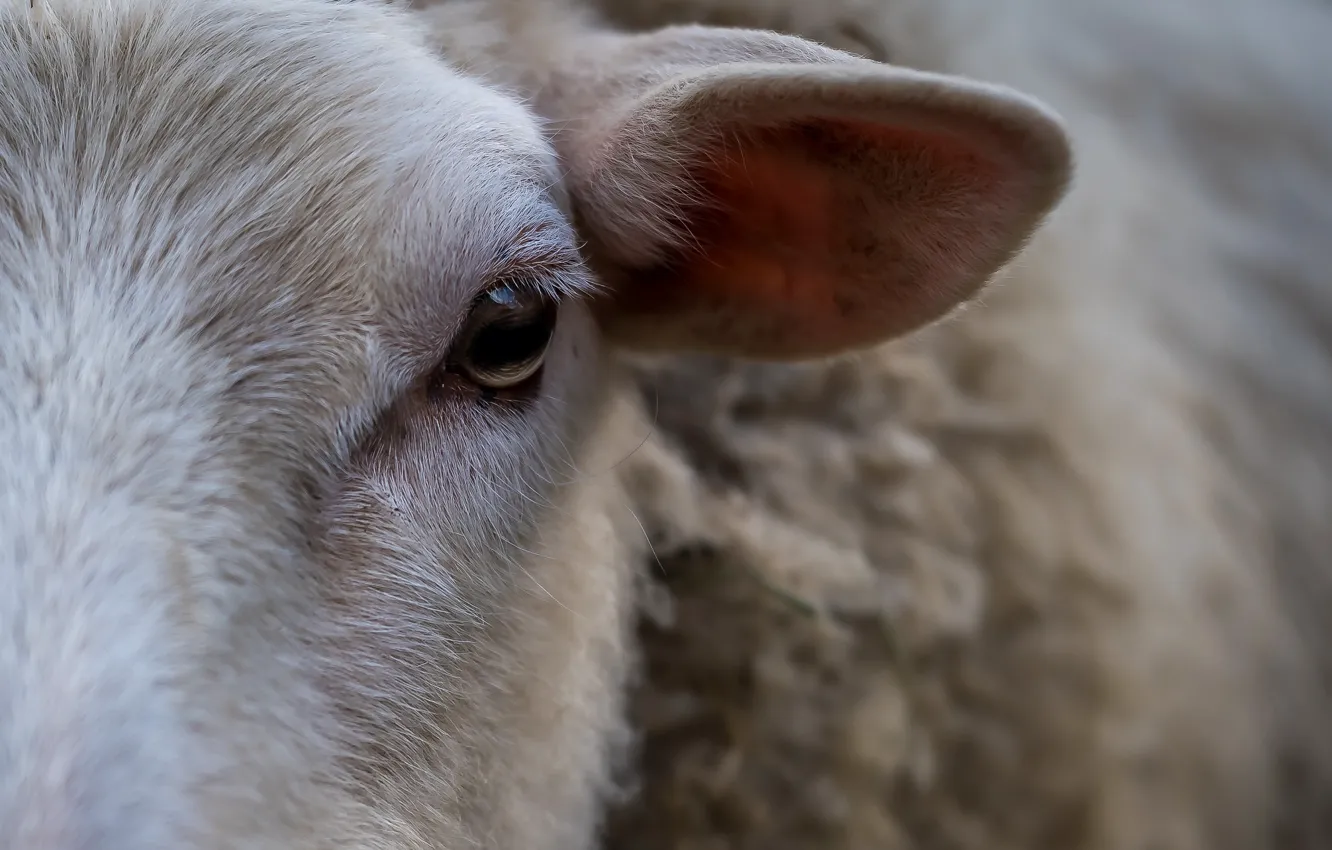 Фото обои глаз, ухо, овца