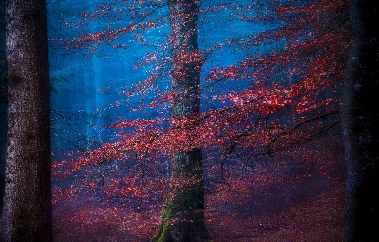 Фото обои осень, деревья, природа, дымка, синий туман