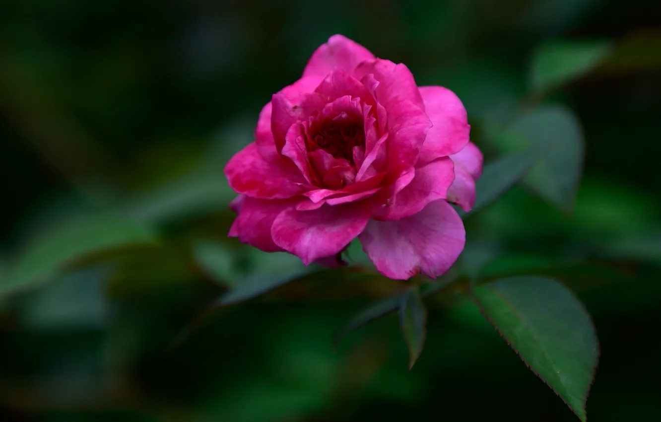 Фото обои цветок, листья, зеленый, фон, розовая, темный, роза, сад