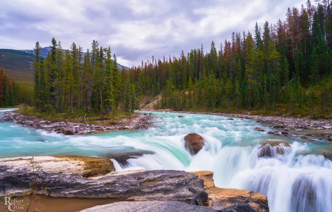 Фото обои лес, деревья, река, водопад, Канада, Альберта, Alberta, Canada