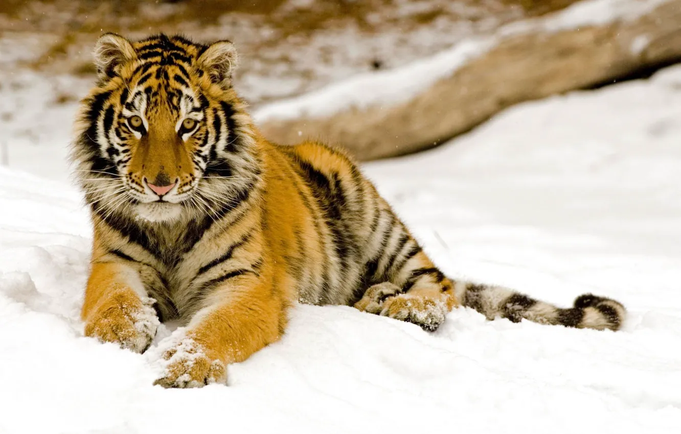 Фото обои зима, снег, Тигр