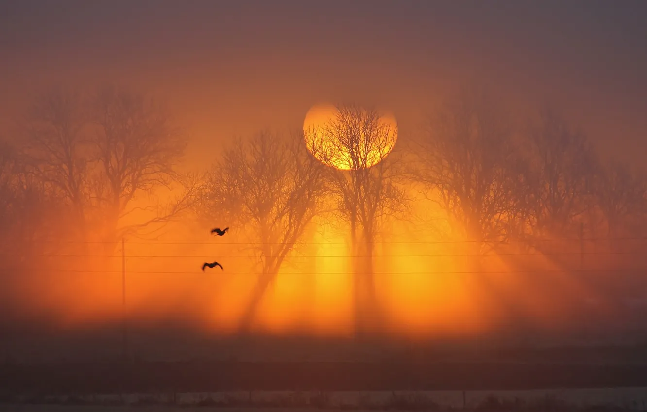 Фото обои солнце, деревья, закат, птицы, туман, провода