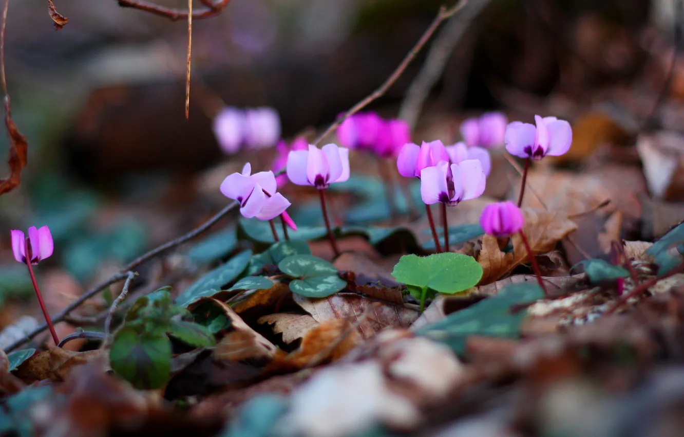 Фото обои фиолетовый, цветы, весна
