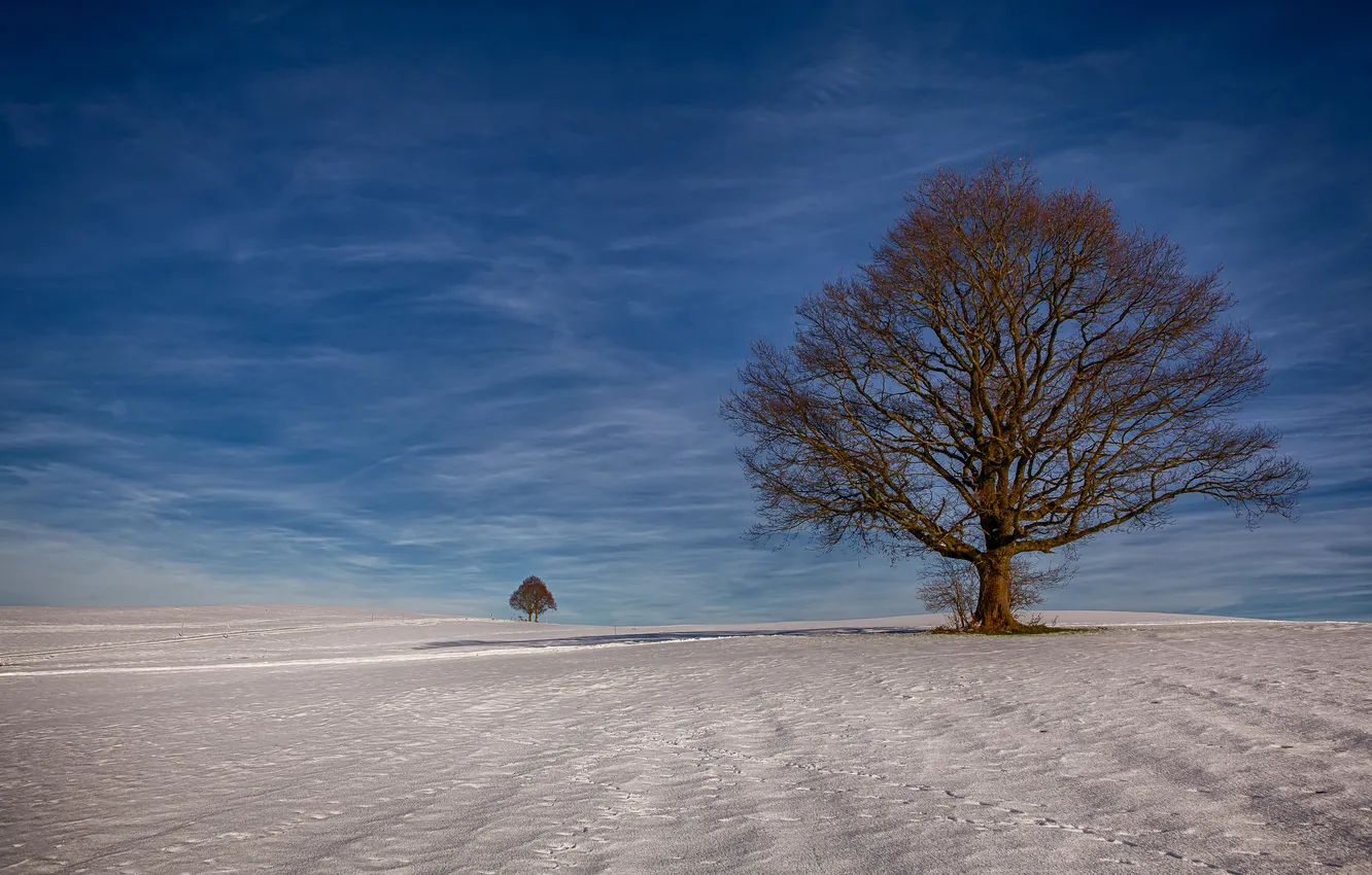 Фото обои поле, небо, облака, снег, деревья