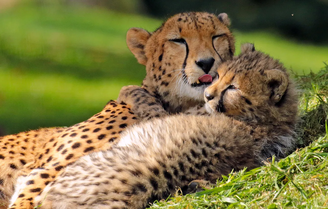 Фото обои любовь, детёныш, котёнок, гепарды, материнство