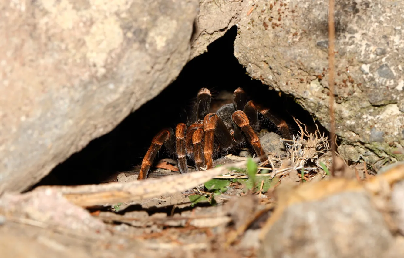 Фото обои spider, legs, cave, hairs