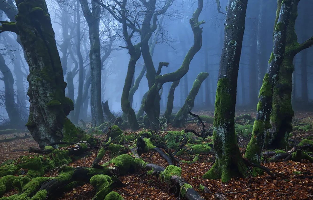 Фото обои лес, деревья, природа, туман, мох, Kilian Schönberger