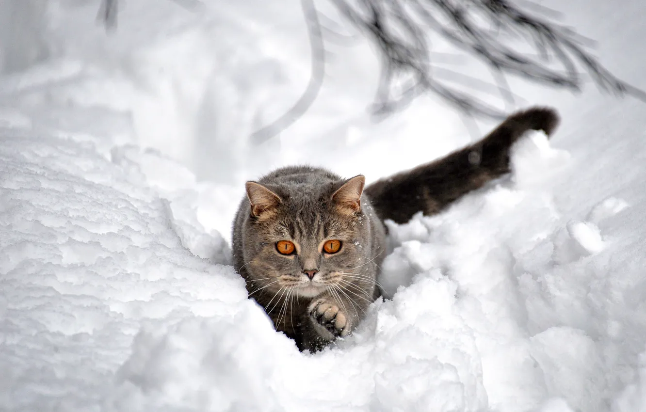 Фото обои зима, кот, снег, сугроб, боке