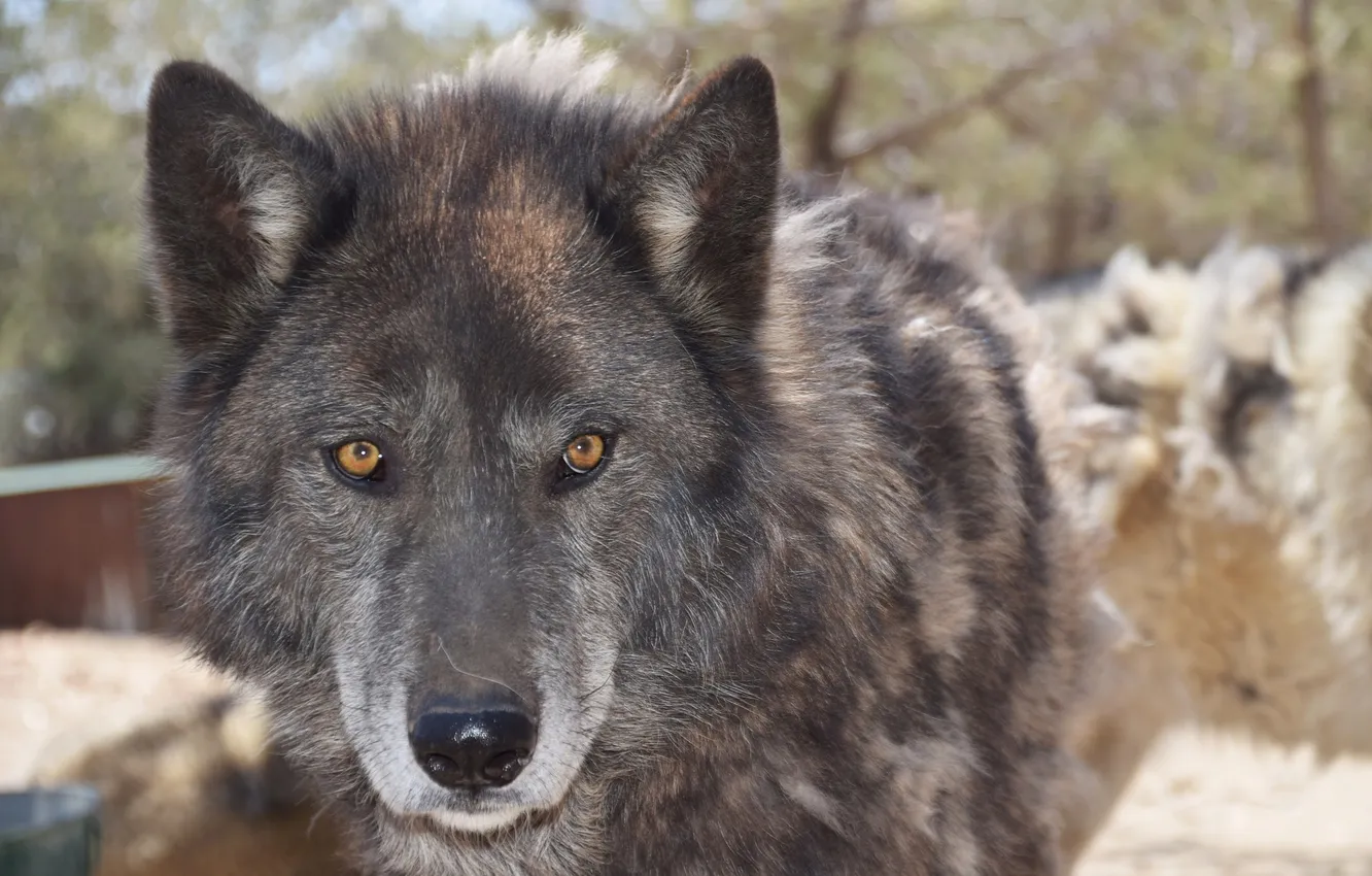 Фото обои nature, snow, predator, face, animal, wolf, wolves, wildlife