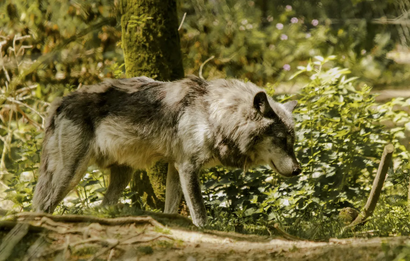 Фото обои nature, face, animal, wolf, wildlife, head, fur, mammal