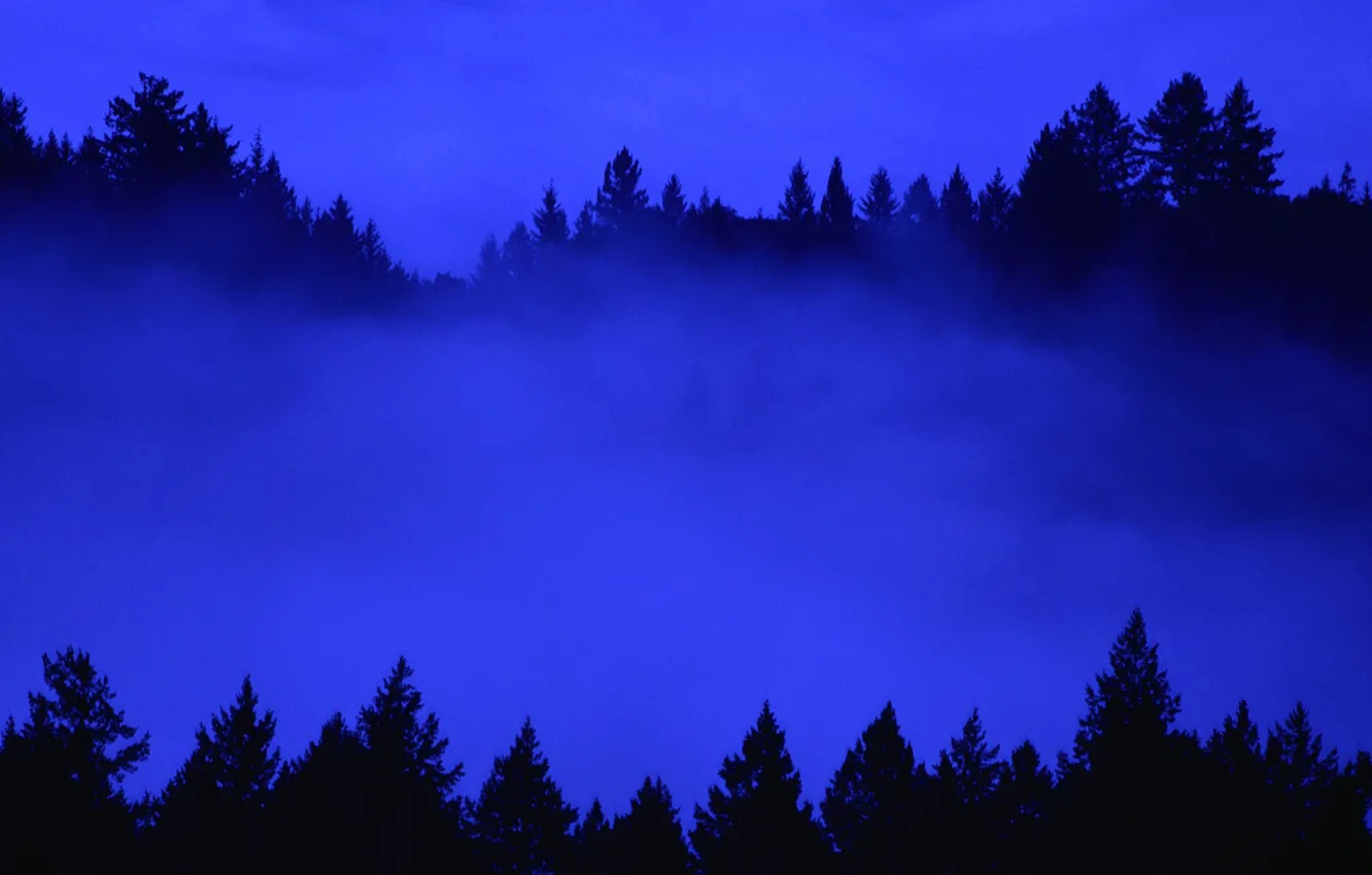 Фото обои лес, небо, деревья, туман, вечер
