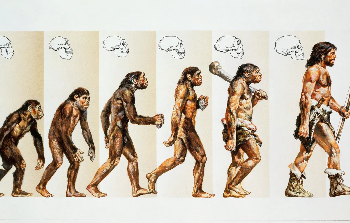 Фото обои Обезьяна, Человек, Арт, Стадии эволюции человека, От обезьяны к человеку, Эволюция человека, Антропогенез