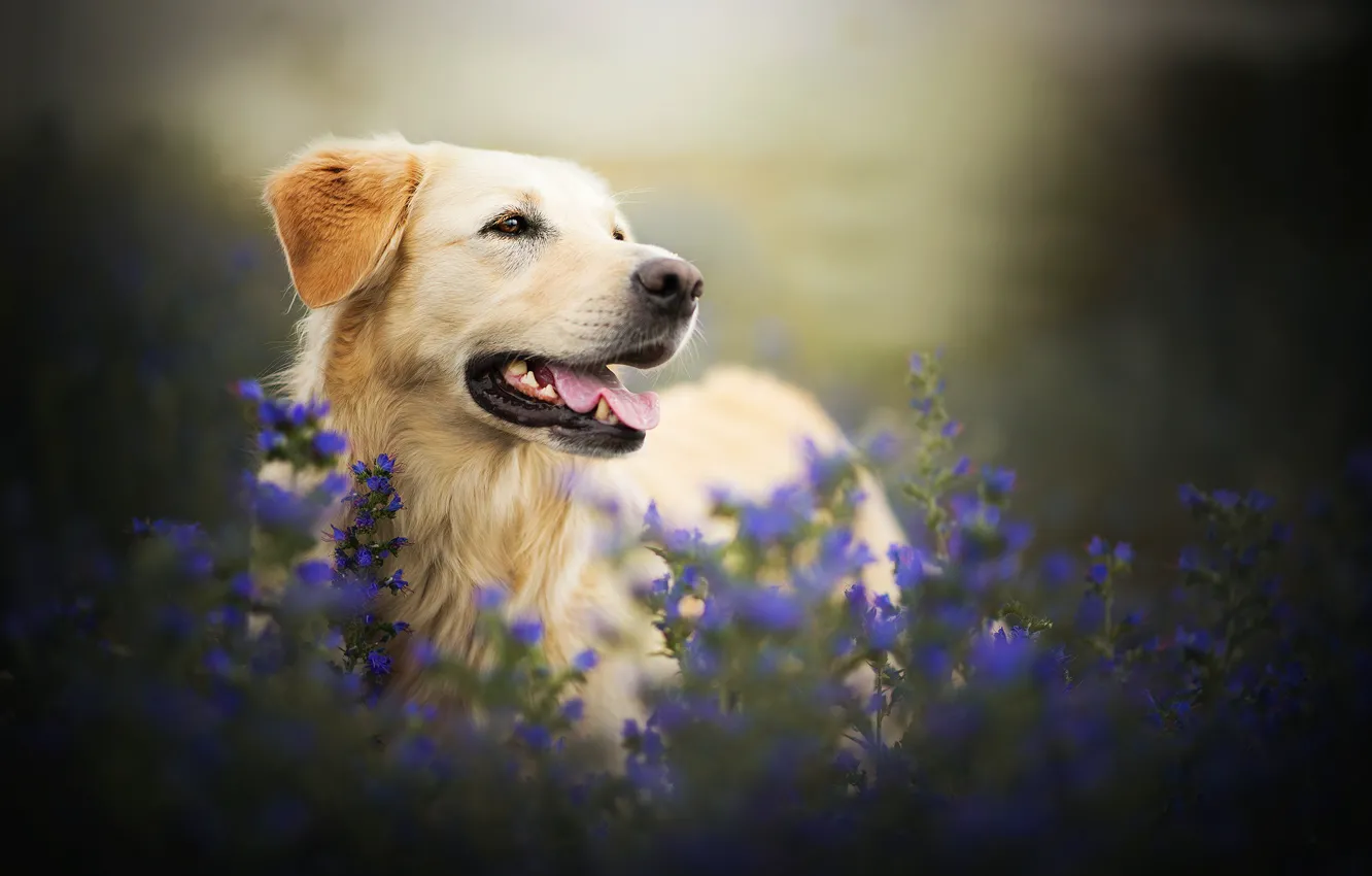 Фото обои цветы, собака, боке