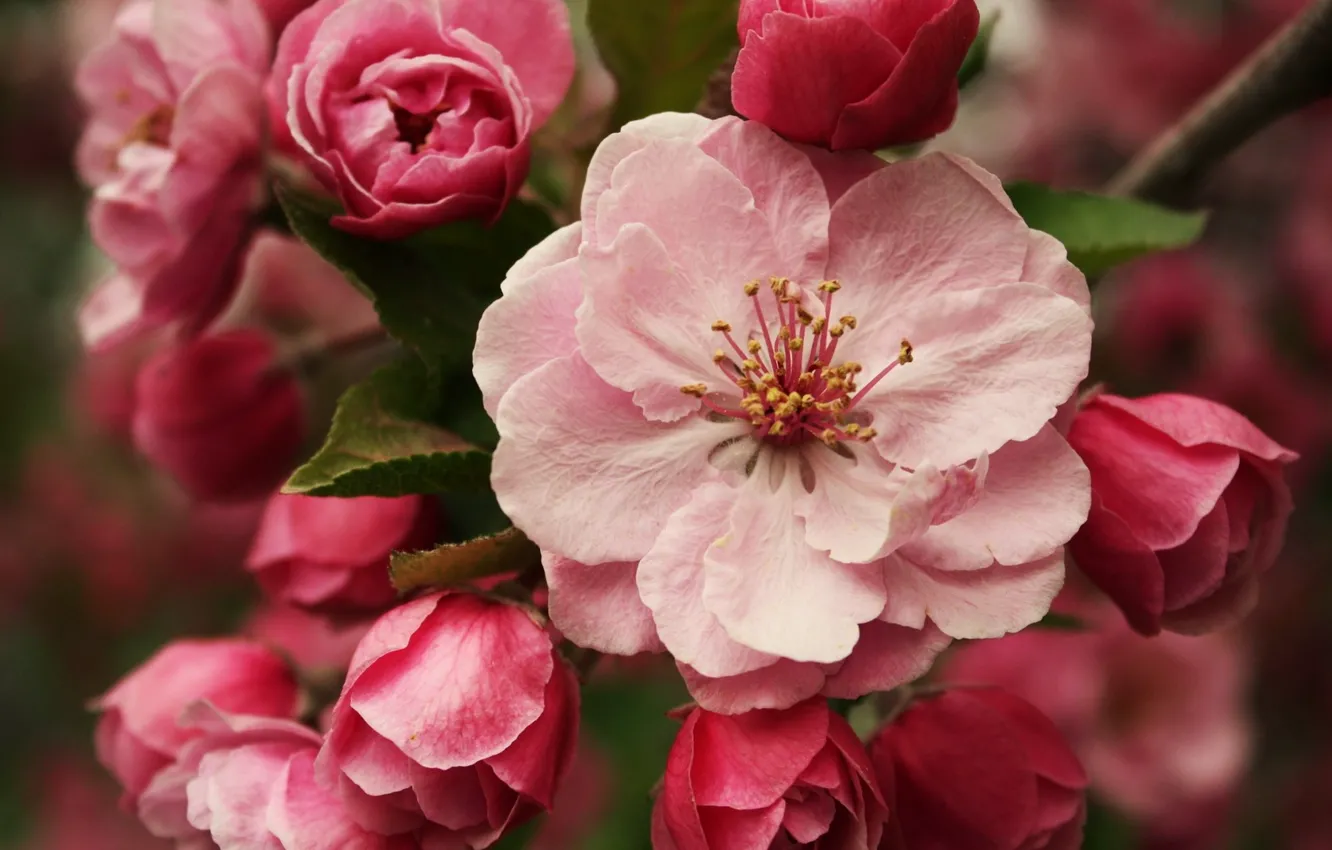 Фото обои розовые цветочки, весеннее цветение, цветение сакуры