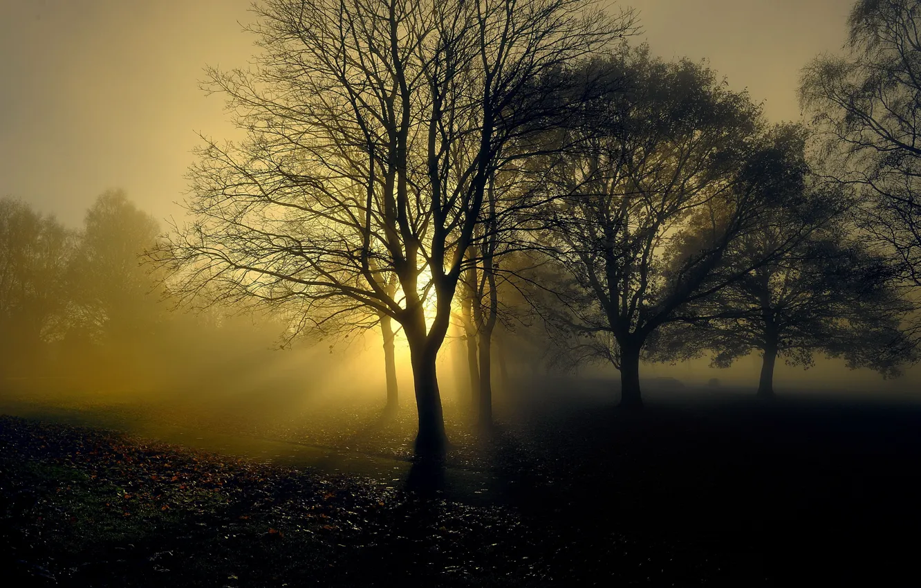 Фото обои свет, деревья, туман