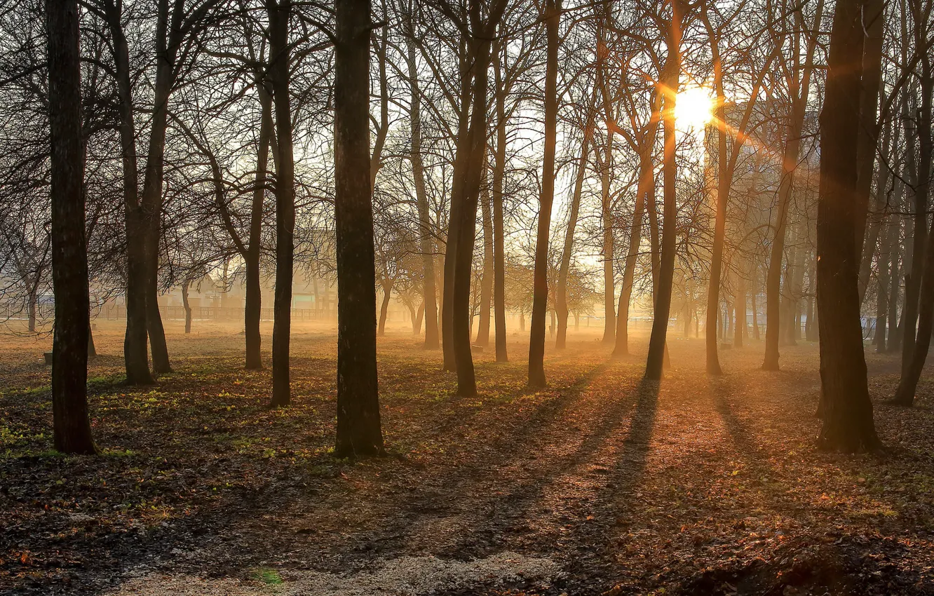 Фото обои деревья, туман, утро