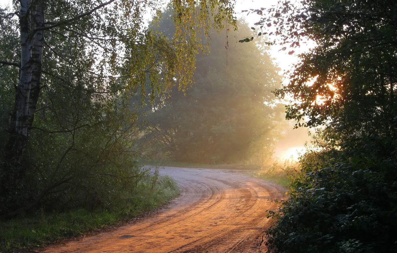 Фото обои дорога, лес, свет, природа, утро