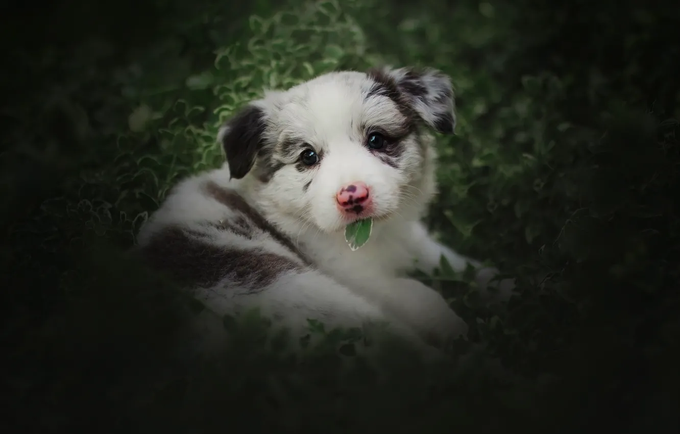 Фото обои зелень, белый, лето, взгляд, листья, собака, малыш, щенок