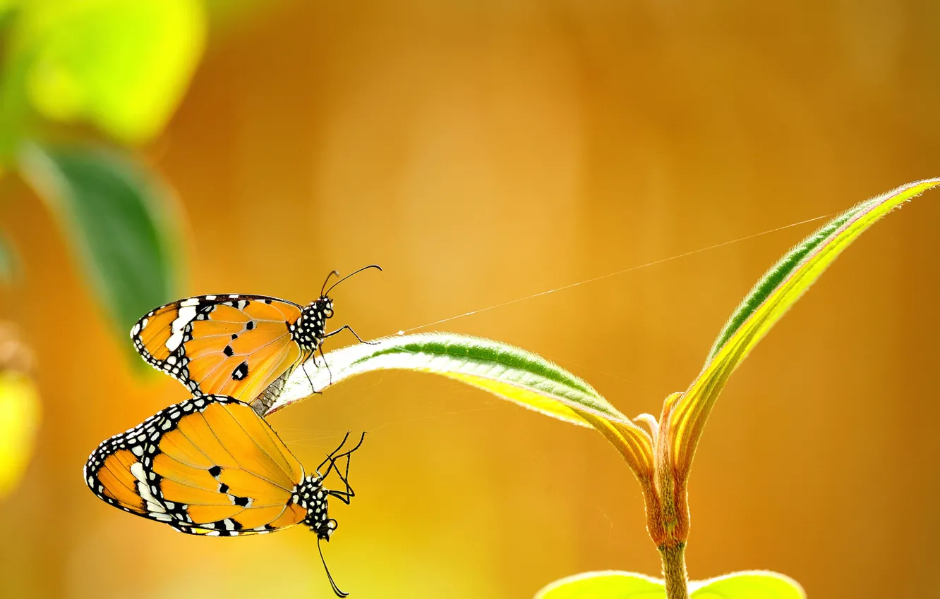 Фото обои бабочки, растение, желтое, листики, паутинка