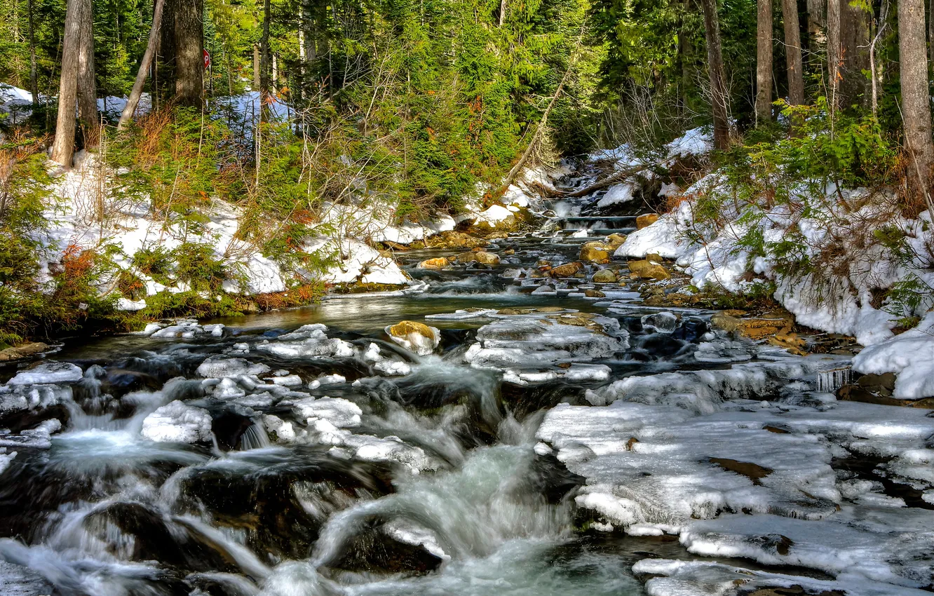 Фото обои лес, снег, деревья, река, ручей, камни, поток, весна