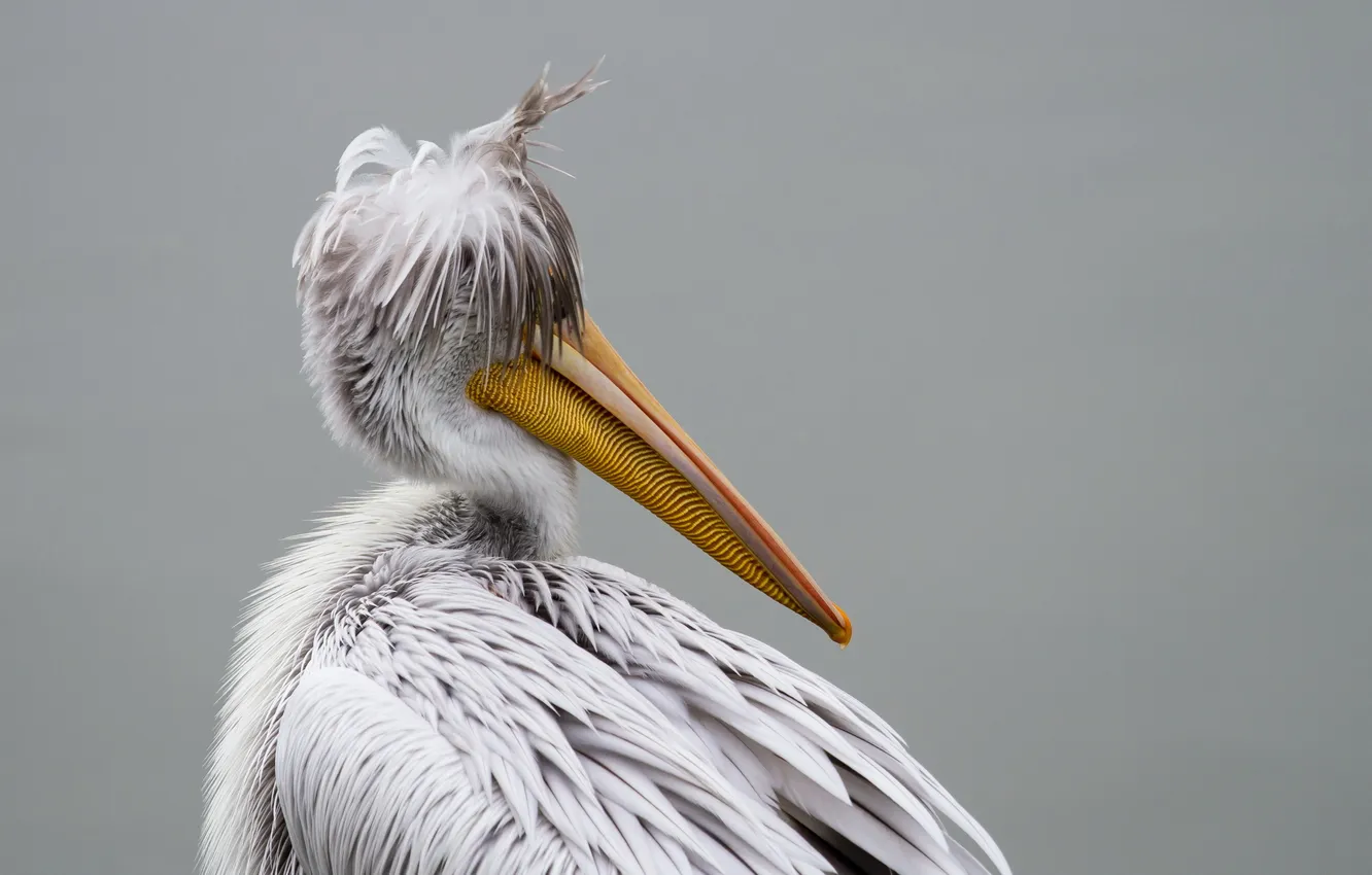 Фото обои фон, птица, pelican