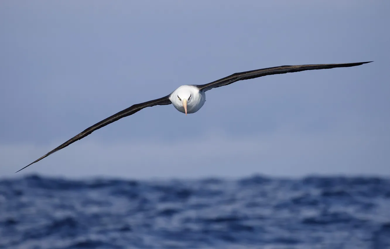 Фото обои море, птица, полёт, Campbell's Albatross, Thalassarche impavida