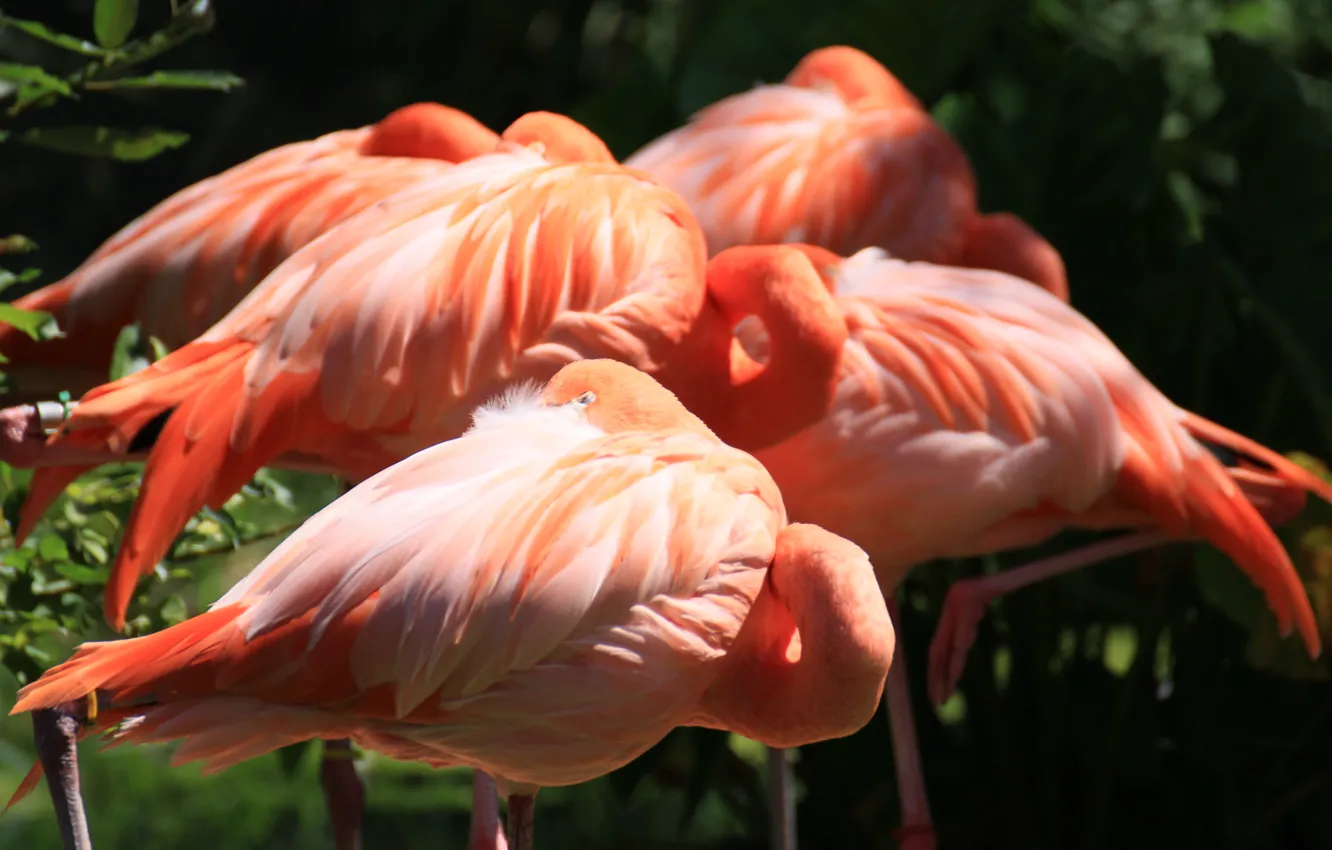 Фото обои птицы, перья, розовые, фламинго