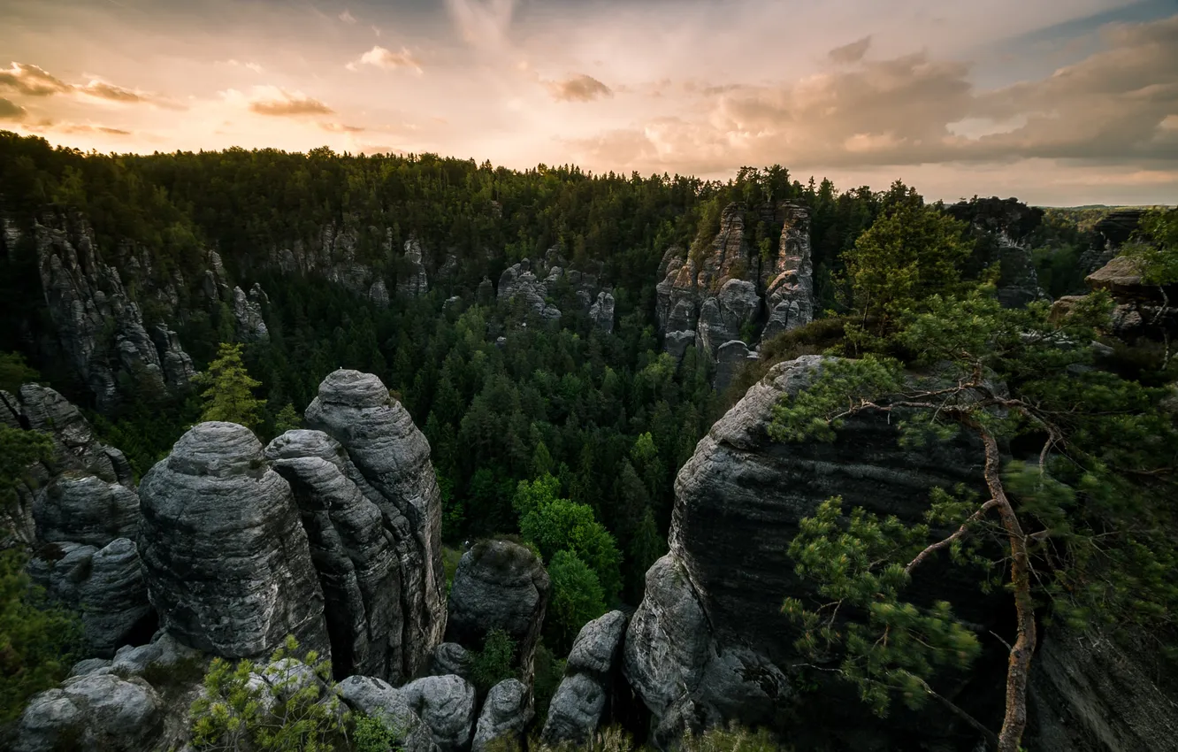 Фото обои лес, горы, скалы, Эльбские Песчаниковые горы