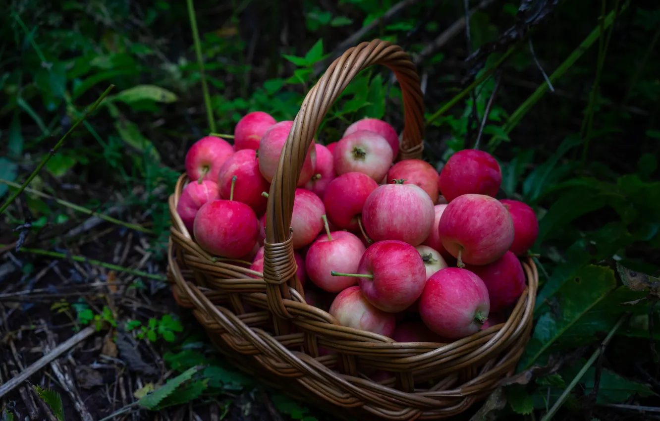 Фото обои трава, яблоки, урожай, корзинка