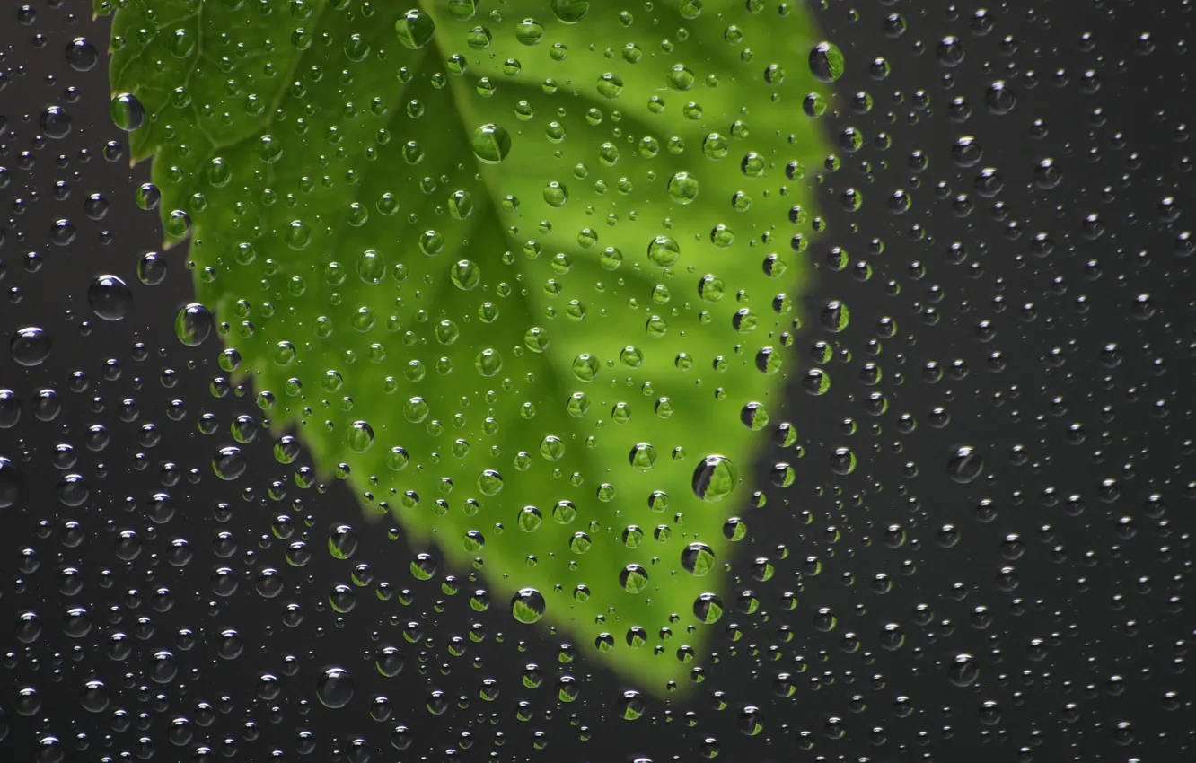 Фото обои стекло, дождь, капля, окно, листки, стёкла, литья