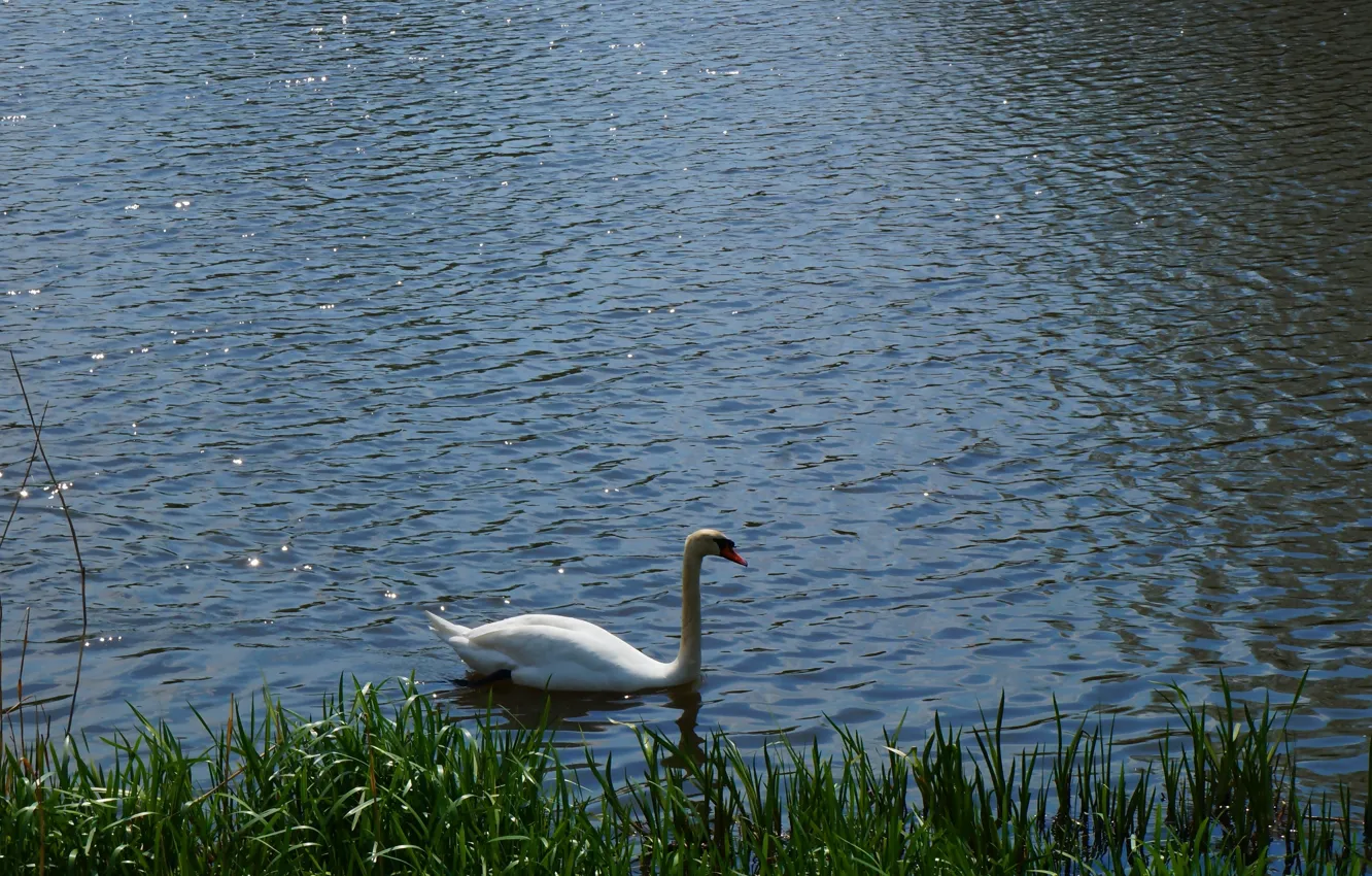 Фото обои white, swan, bird, water, lake