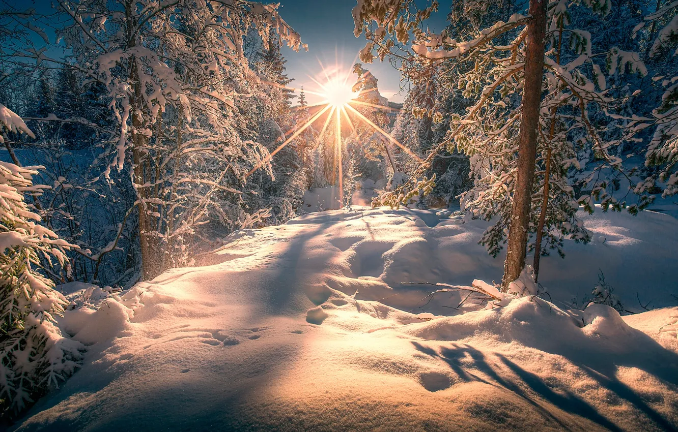 Фото обои зима, лес, солнце, лучи, снег, деревья, сугробы