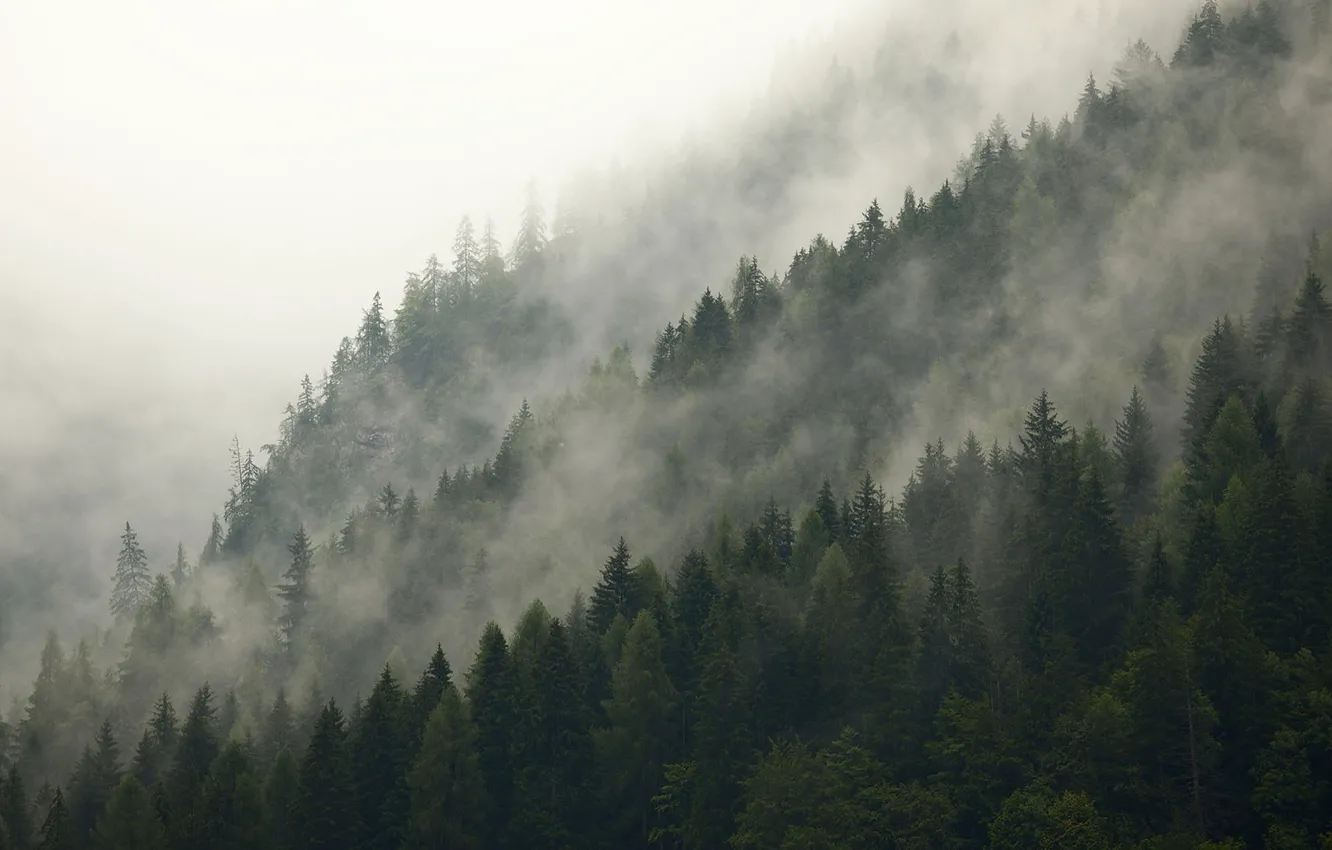 Фото обои лес, небо, деревья, природа, туман